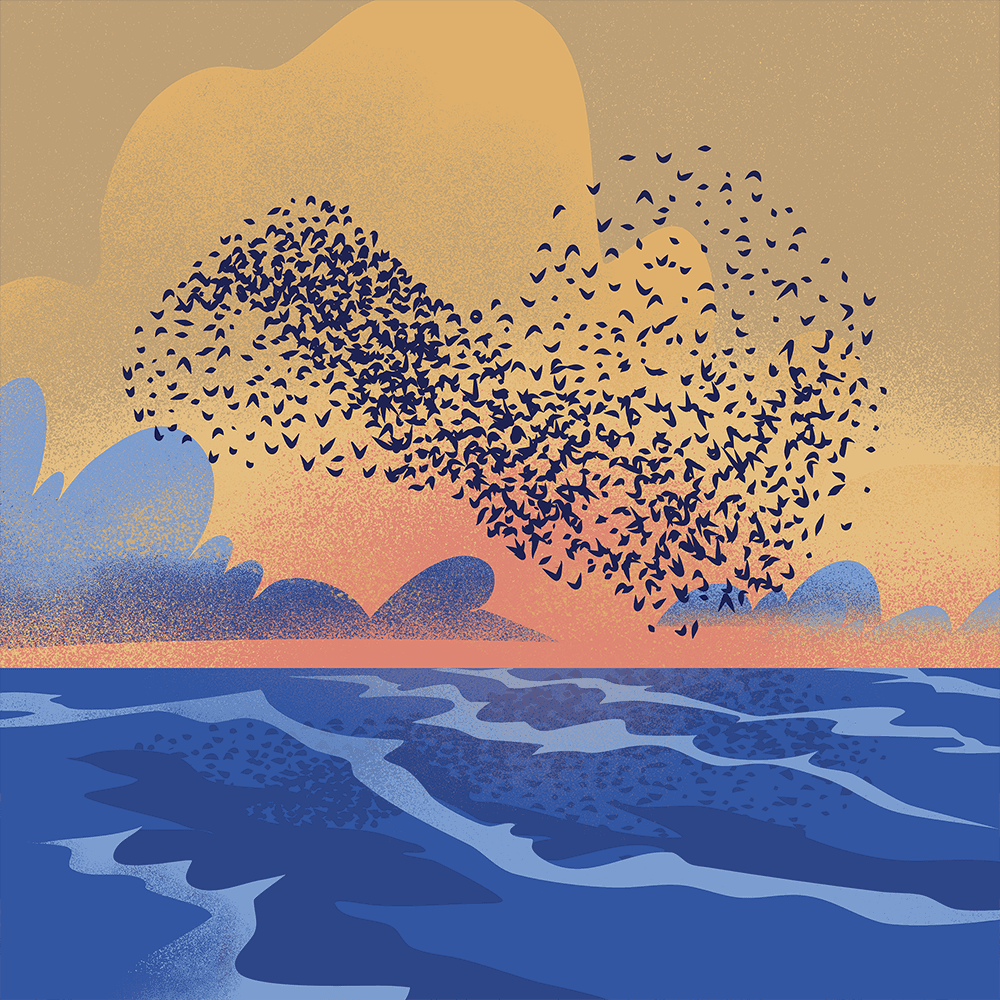Pleeo the Sandpiper's Murmurations